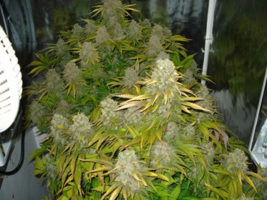 Jack47 61 days flowered 006.jpg