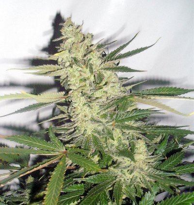 cheesebud.JPG