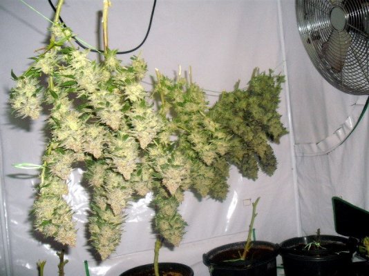 part.harvest.JPG