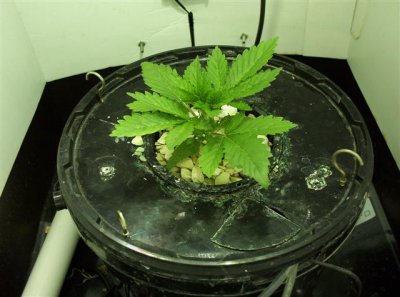 starting-from-seed-this-time-4.jpg