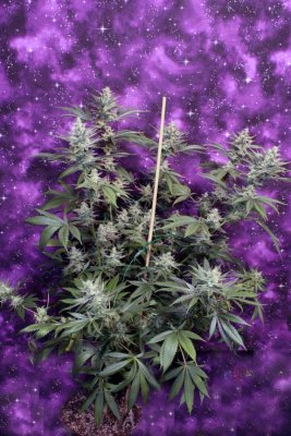 Space Dawg  - Day 57 014.jpg