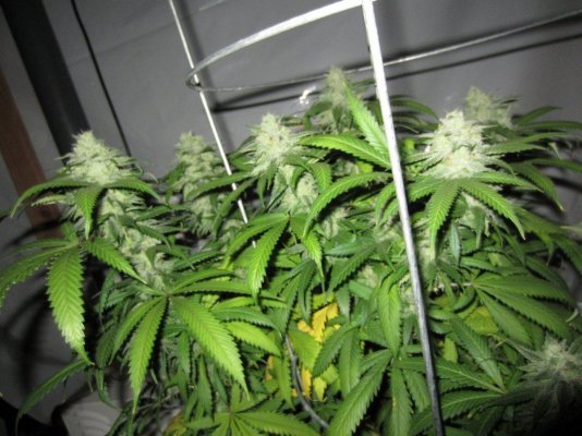 Reserva Privada Confidential Cheese Feminized chemdawg 91