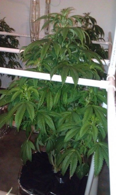 Plant end of week 1.jpg