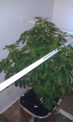 plant room1 starting week2.jpg