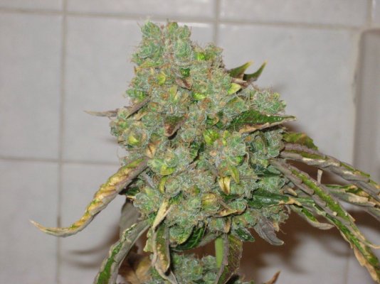 sd9 day75f a.JPG
