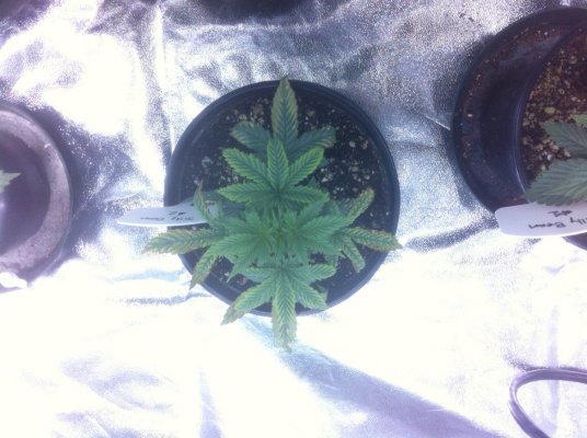 !st TGA Grow! JillyBean, Third Dimension, and Chemical romance