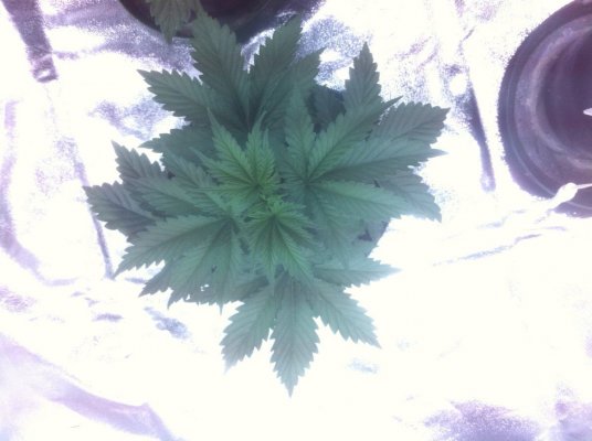 !st TGA Grow! JillyBean, Third Dimension, and Chemical romance