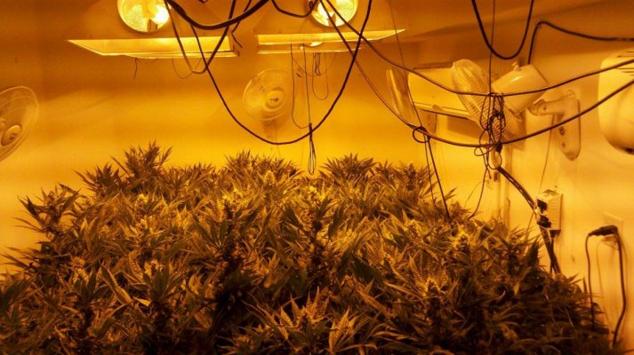 First UC grow!