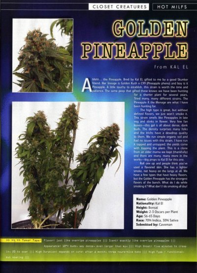 Golden pineapple haze