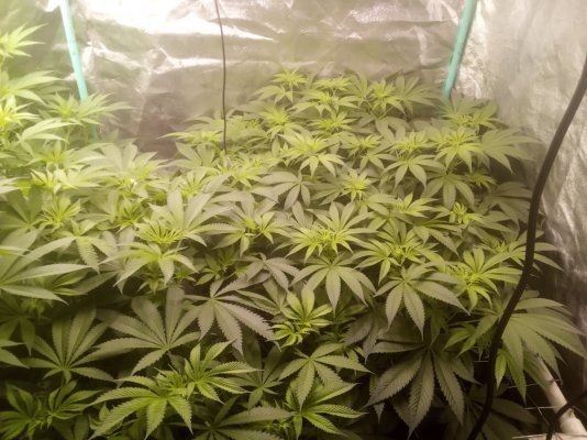7Munkee's Perpetual Organics and Earthboxes