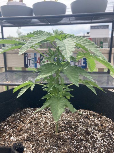 Big Al’s 2025 season indoor/outdoor grow in misery