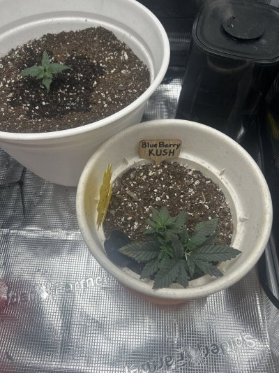New grower