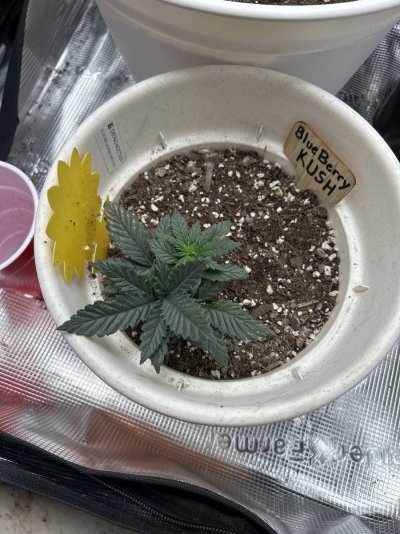 New here
