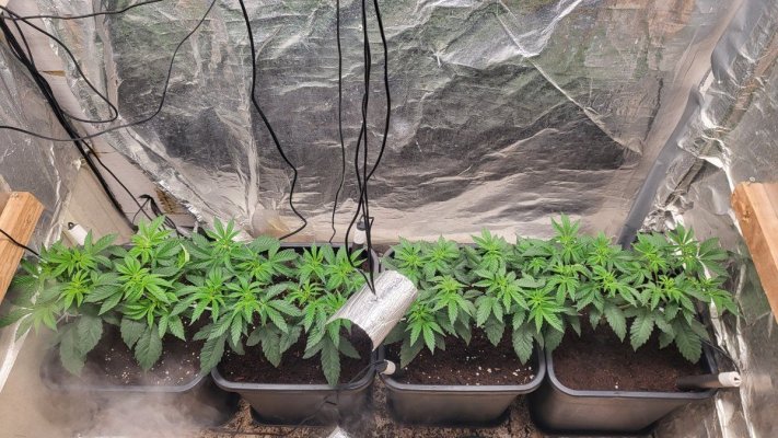 Grow along let grow some weed