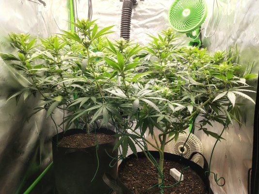 THE TRAINWRECK. Brought to you by thcfarrmer…..