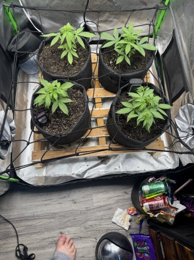 How do these babies look? 23 days old