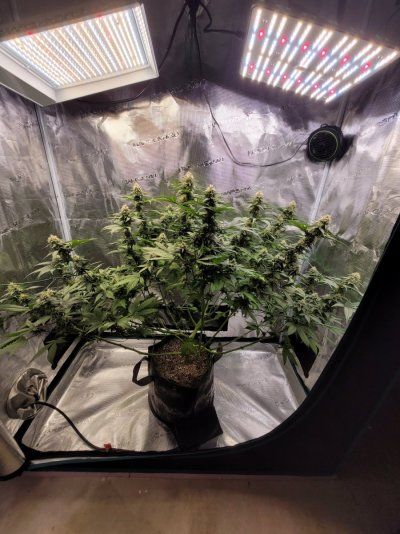 THE TRAINWRECK. Brought to you by thcfarrmer…..