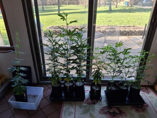 Cpurola's first indoor grow, alot to learn.