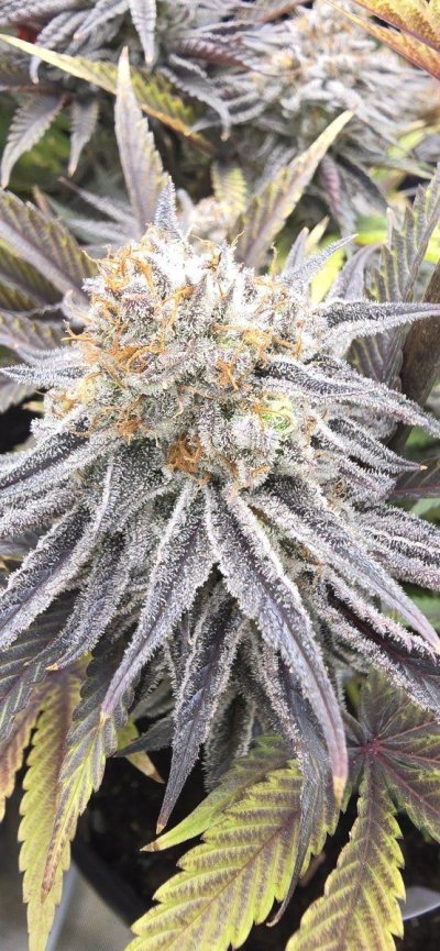 day 58 of flower is she close
