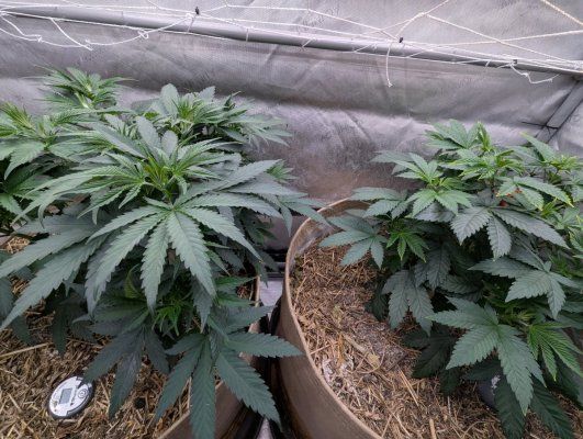 Week4Bytch ..The Cannabis Karen
