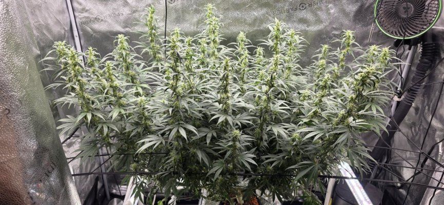DWC Hydro grow with Godfather OG