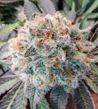 Let's See Your Frostiest Flowers
