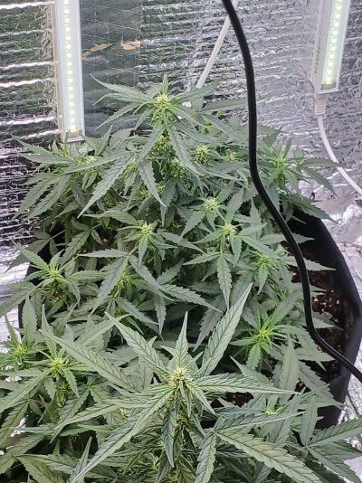 First grow. Day 14 from sprout. Think I've stressed it but looking for opinions
