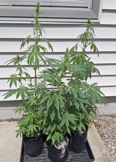 Cpurola's first indoor grow, alot to learn.