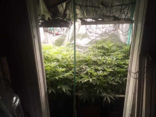 7Munkee's Perpetual Organics and Earthboxes