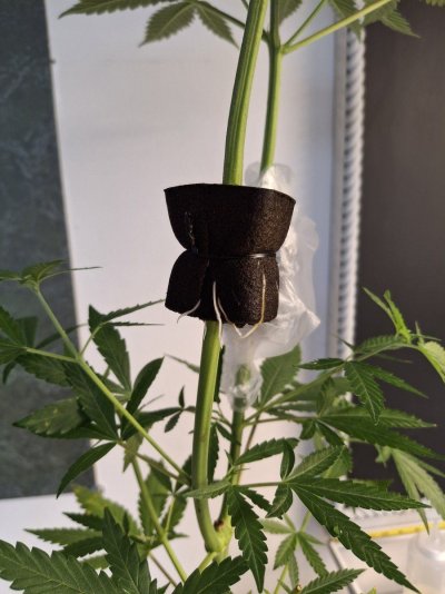Cpurola's first indoor grow, alot to learn.
