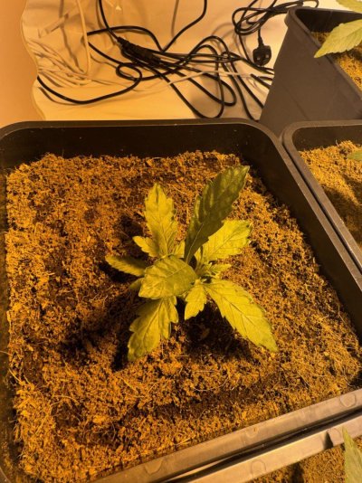 whats-going-on-with-this-plant-2.jpeg
