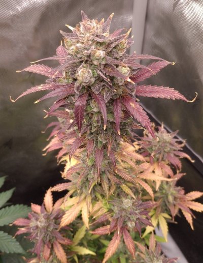 Cpurola's first indoor grow, alot to learn.