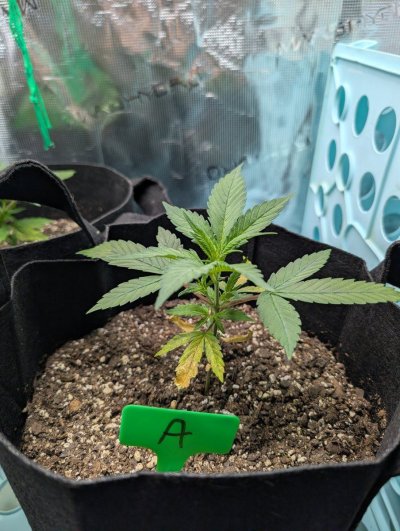 first-time-grower-fulltime-extractor.jpg