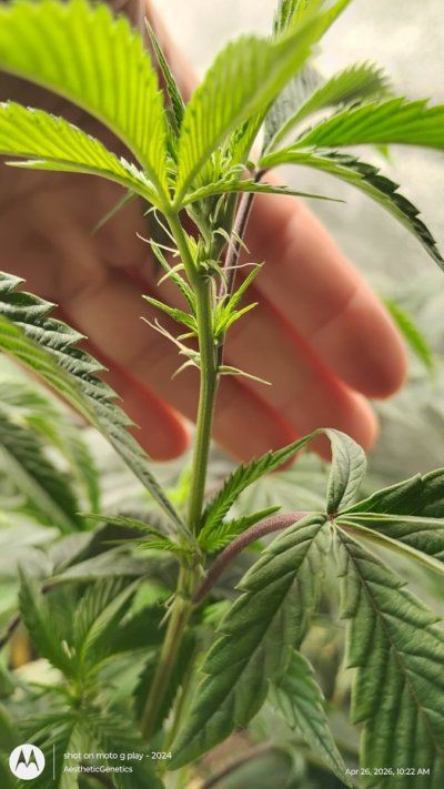 IMG_20260426_102258762_HDR.jpg