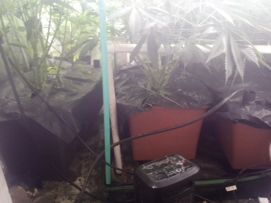7Munkee's Perpetual Organics and Earthboxes