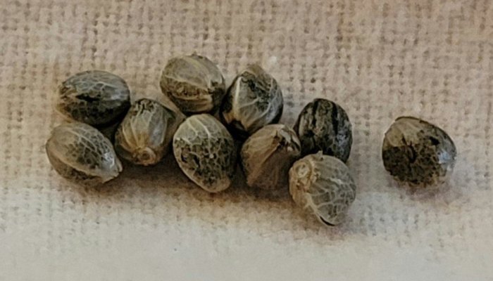 12-12 from seed community journal