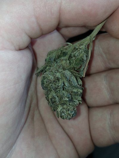 bluecheese..jpg
