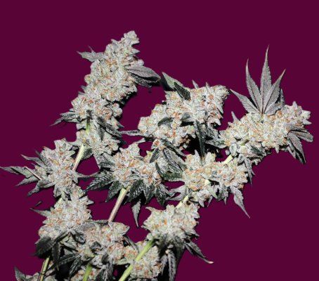Blackberry Moonshine.JPG