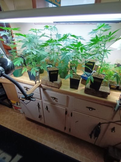 2026 Outdoor Grows! let's see em!