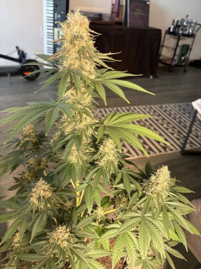 day-51-of-flower-check-in.jpeg