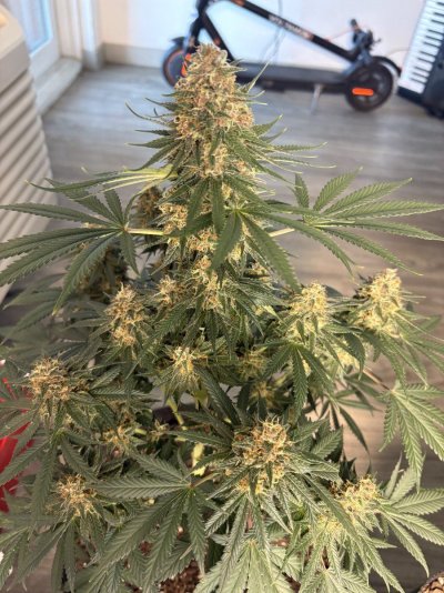day-51-of-flower-check-in-2.jpeg