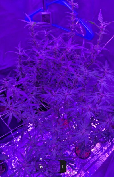 Help please. 6 weeks since flip and tiny bud development