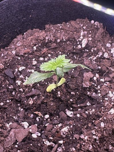 what-is-wrong-with-my-5-week-old-seedling-2.jpeg