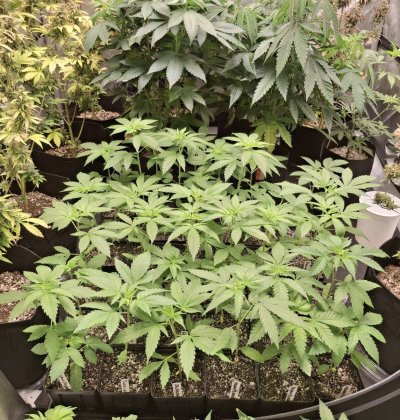 Cpurola's first indoor grow, alot to learn.