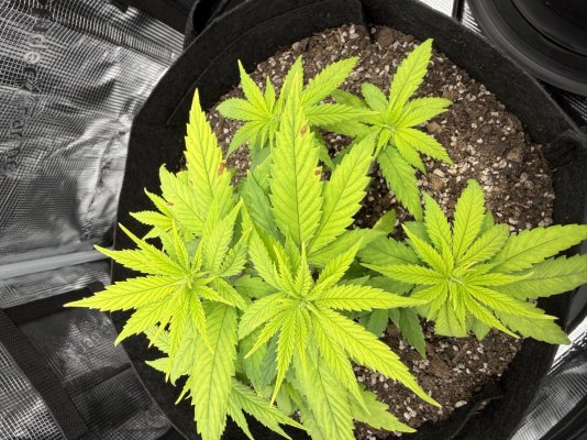 help--inept-and-inexperienced-grower-no-plant-left-behind-3.jpeg