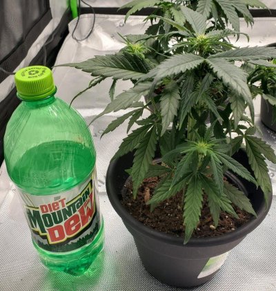 First indoor grow. Topped at 2 weeks and they went into flower
