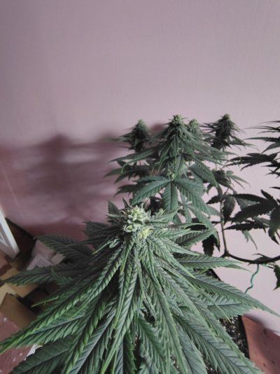 Blackberry Moonrocks Photo Run. 4x4 Organic