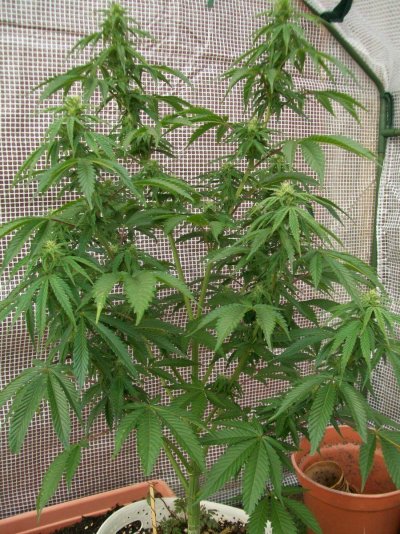 I think my outdoor plant has re vegged