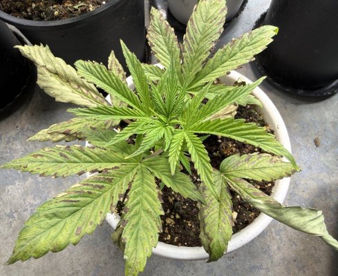 problem-with-seedlings-mottled-brown-spots-on-leaves.jpg
