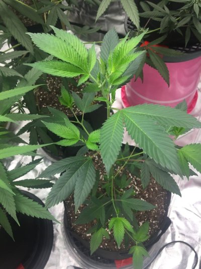 ECSD & Strawberry Cough (Kyle Kushman)